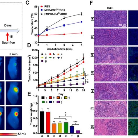 In Vivo Anticancer Effect A Schematic Diagram Of The Administration