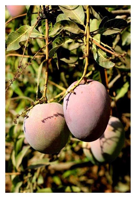 24 Varieties of Mangoes in India & Where to Find Them