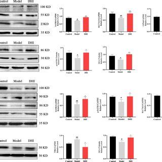 Downregulation Of SATB1 Expression And DNA Binding Activity After