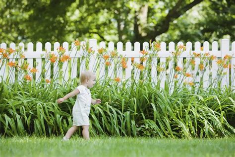 Best Plants For Fence Line Ways To Add Privacy And Beauty