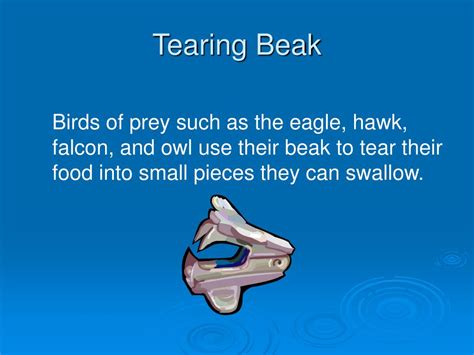 Ppt Bird Beaks And Their Uses Powerpoint Presentation Free Download Id3798040