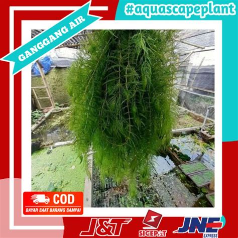 Jual Ganggang Air Hydrilla Hornwort Tanaman Aquascape Hiasan Aquarium