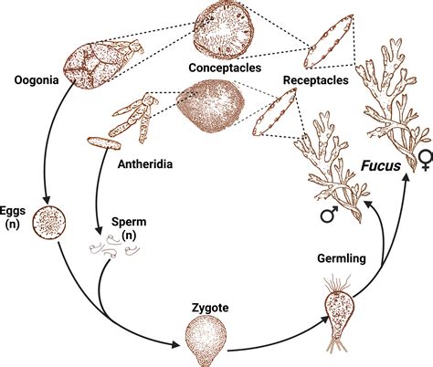 Frontiers A Review Of Reproduction In The Seaweed Genus Fucus Ochrophyta Fucales