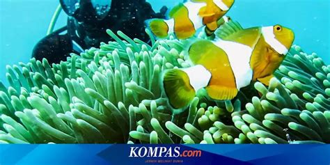 16 Tempat Wisata Di Biak Numfor Papua Ada Air Terjun Dan Spot Diving