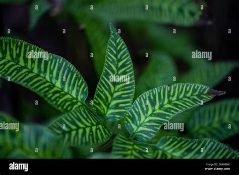 Golden Zebra Striped Fern Hi Res Stock Photography And Images Alamy