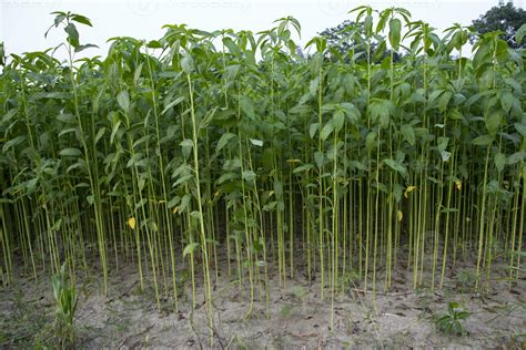 Jute plants growing in a field in the countryside of Bangladesh ...