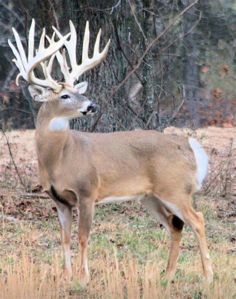 Huge Racked Buck Big Deer Deer Pictures Whitetail Deer Pictures