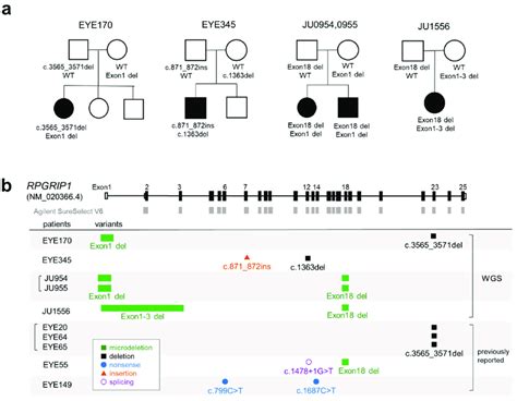 Pedigrees And Schematic Representation Of RPGRIP1 Variants A