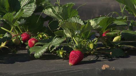 Strawberry Farming Tradition Continues In Poteet