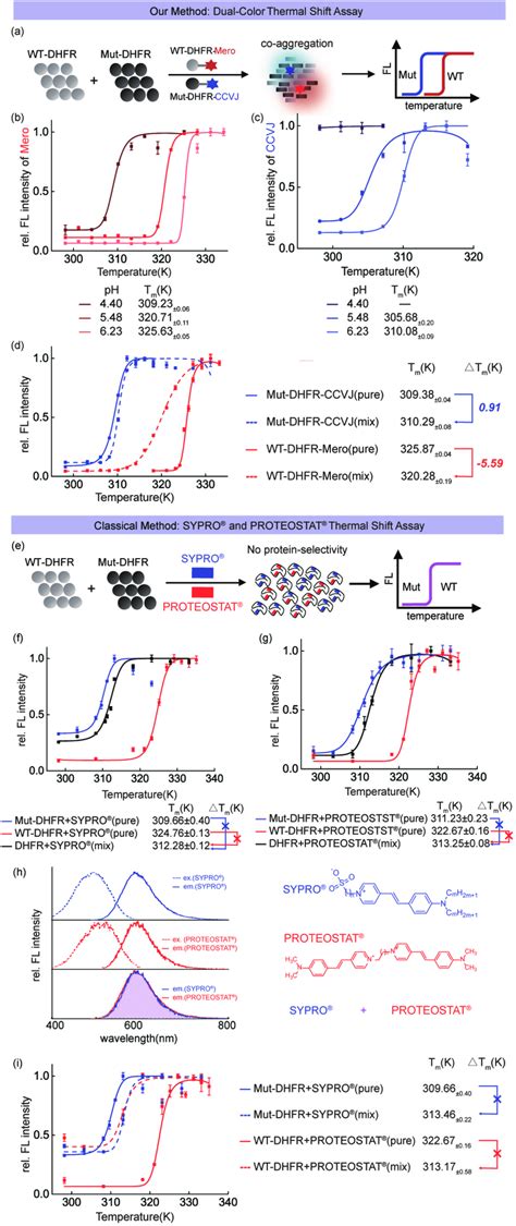 Dual Color Thermal Shift Assay To Quantify The Interplay Of