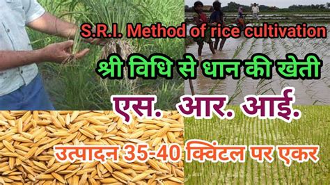 Sri Method Of Rice Cultivation Sri Method Of Paddy Cultivation In