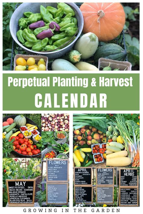 Planting Calendar for the Low Desert of Arizona - Growing In The Garden