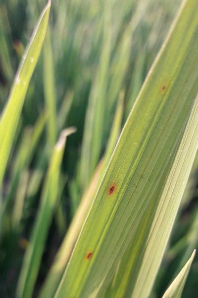 Brown Spot Of Rice Pests And Diseases