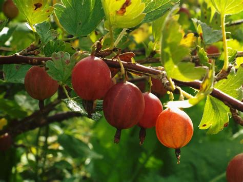 Самый неприхотливый и популярный сорт крыжовника: как посадить и ...