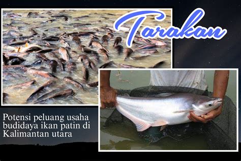 Peluang Usaha Pembesaran Ikan Patin Di Kalimantan Utara Tarakan