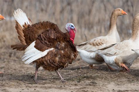 Find a New Feathered Friend: 10 Turkey Breeds to Know and Love ...