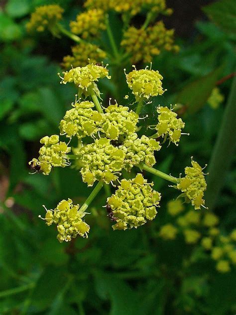 Lovage is a herbaceous, perennial plant 2.5 metres tall - Lovage