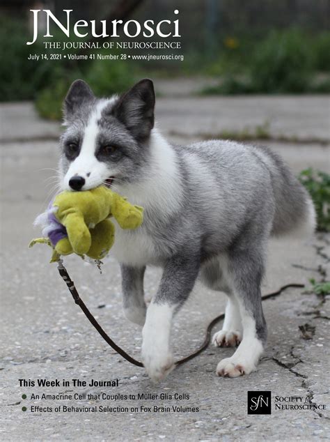 Recognizing Early Signs of Dog Stroke vs. Seizure Symptoms: A Complete Guide - Hunter Games Magazine