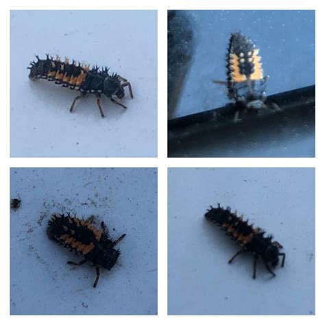 insect im  quebec  ive      life