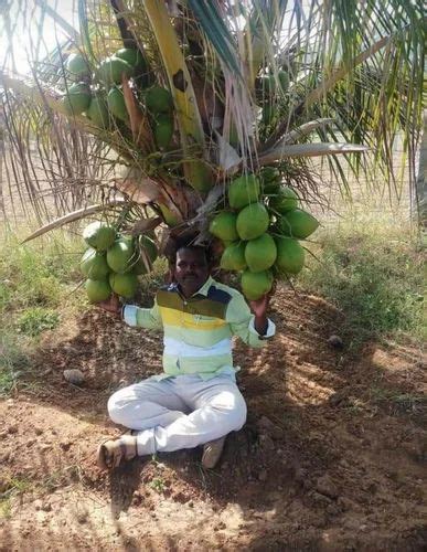 Full Sun Exposure Yellow Hybrid Coconut Plant For Outdoor Red Sandy