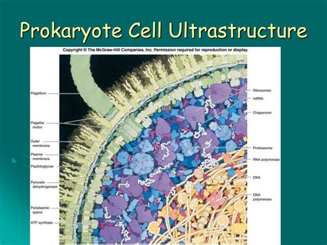 Ultrastructure Of Prokaryotic Cell