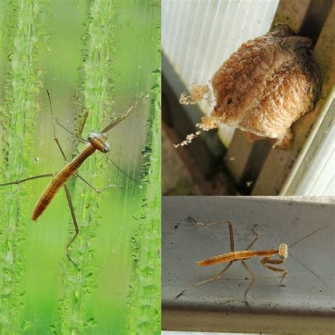 Linn Acres Farm: Praying Mantis Facts: A Beneficial Garden Bug