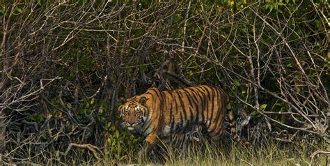 Perfect Way Why Should Sundarban Be Your Next Travel Destination ...