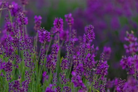 Premium Photo Sunset Over A Purple Lavender Field Lavender Fields Of