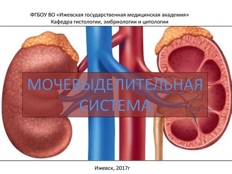 Мочевыделительная система - презентация онлайн
