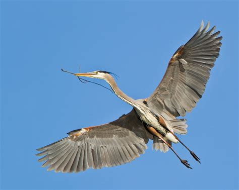 Zenfolio | Feather Light Photography | Great Blue Heron