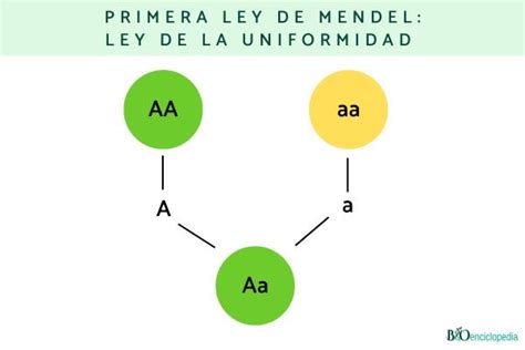 Leyes De Mendel Qu Son Y Ejemplos Resumen