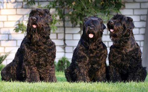 Black Russian Terrier Stalins Dog