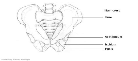 Labeled Diagram Of The Pelvic Girdle