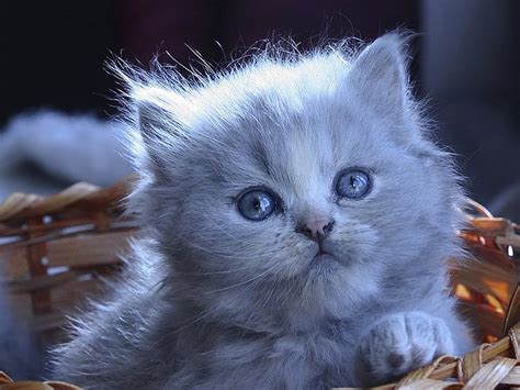 Blue Eyed Gray Kitten