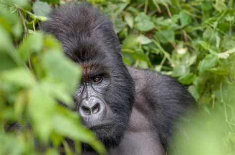 Gorilla Trekking And Primate Safaris In Africa Encompass Africa