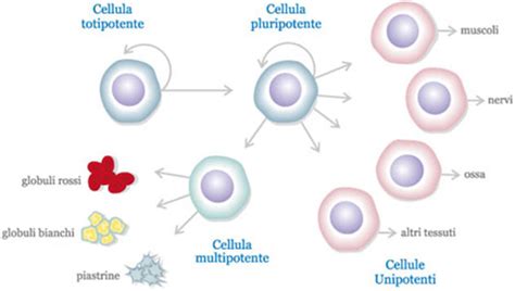 Le Cellule Staminali GravidanzaOnLine