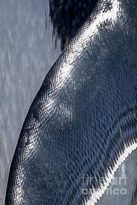 Adelie Penguin Antarctica Photograph By Philippe Tulula And Julie