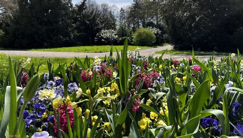 Pf Hlpark Heilbronn Der Fr Hling In Seiner Ganzen Pracht Moni Bordt