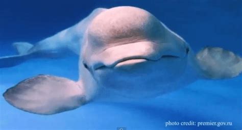 Male beluga whale mimics human sounds (VIDEO) | The World from PRX