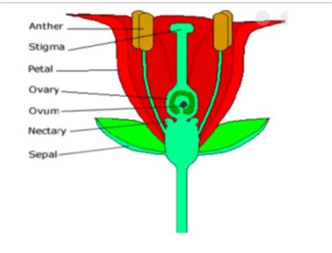 Reproduction In Flowering Plants Flashcards Quizlet