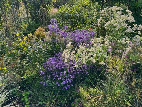 Asters - an autumnal theme perennial plant • Perennial Meadows