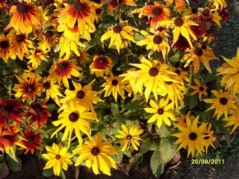 Rudbeckia: A Vibrant Addition to Your Garden