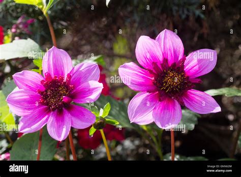 A Pair Of Flowers Of The Anemone Centred Bluish Pink Tender Perennial