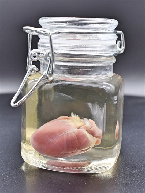 Mink Heart Neovison Vison Wet Specimen Real Preserved Organ Etsy