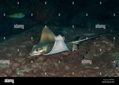 Common Eagle Ray Myliobatis Aquila Tenerife Canarian Islands Spain