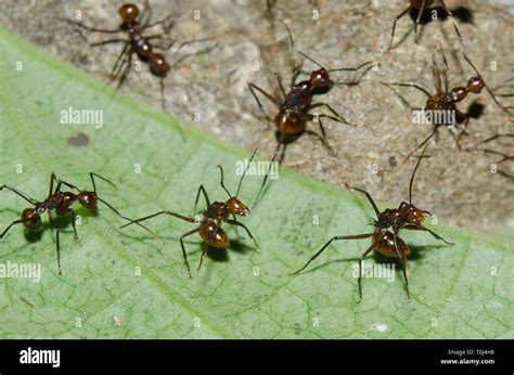 Formic Acid Ants Spray Hi Res Stock Photography And Images Alamy