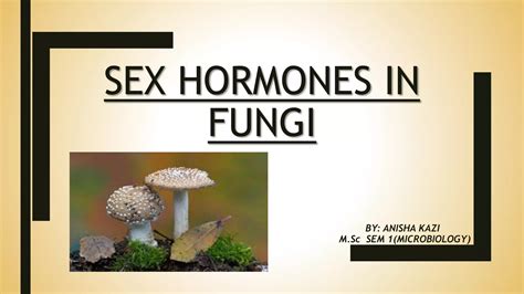 Sex Hormones In Fungi Newpptx