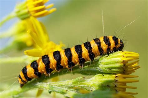 What Do Caterpillars Eat Know Their Eating Habits Wake Posts