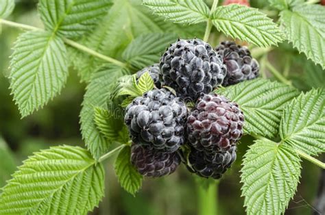 Manojo De Frutas De La Frambuesa Negra De Todas Las Etapas Foto De