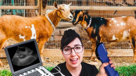 Are The Sisters Pregnant Goat Ultrasound Day Youtube